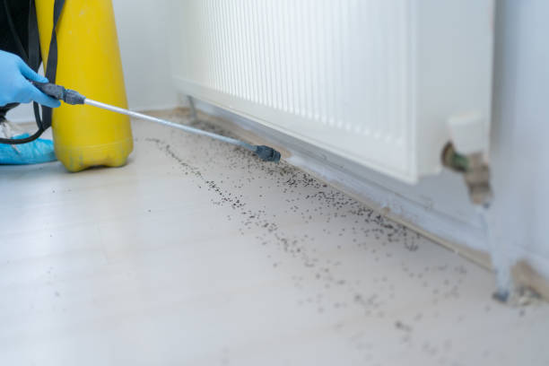 Best Wasp Removal Services  in Christopher, IL